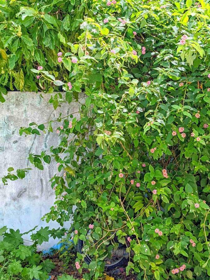 Dhoadhi Retreat Hotel Thulusdhoo Luaran gambar